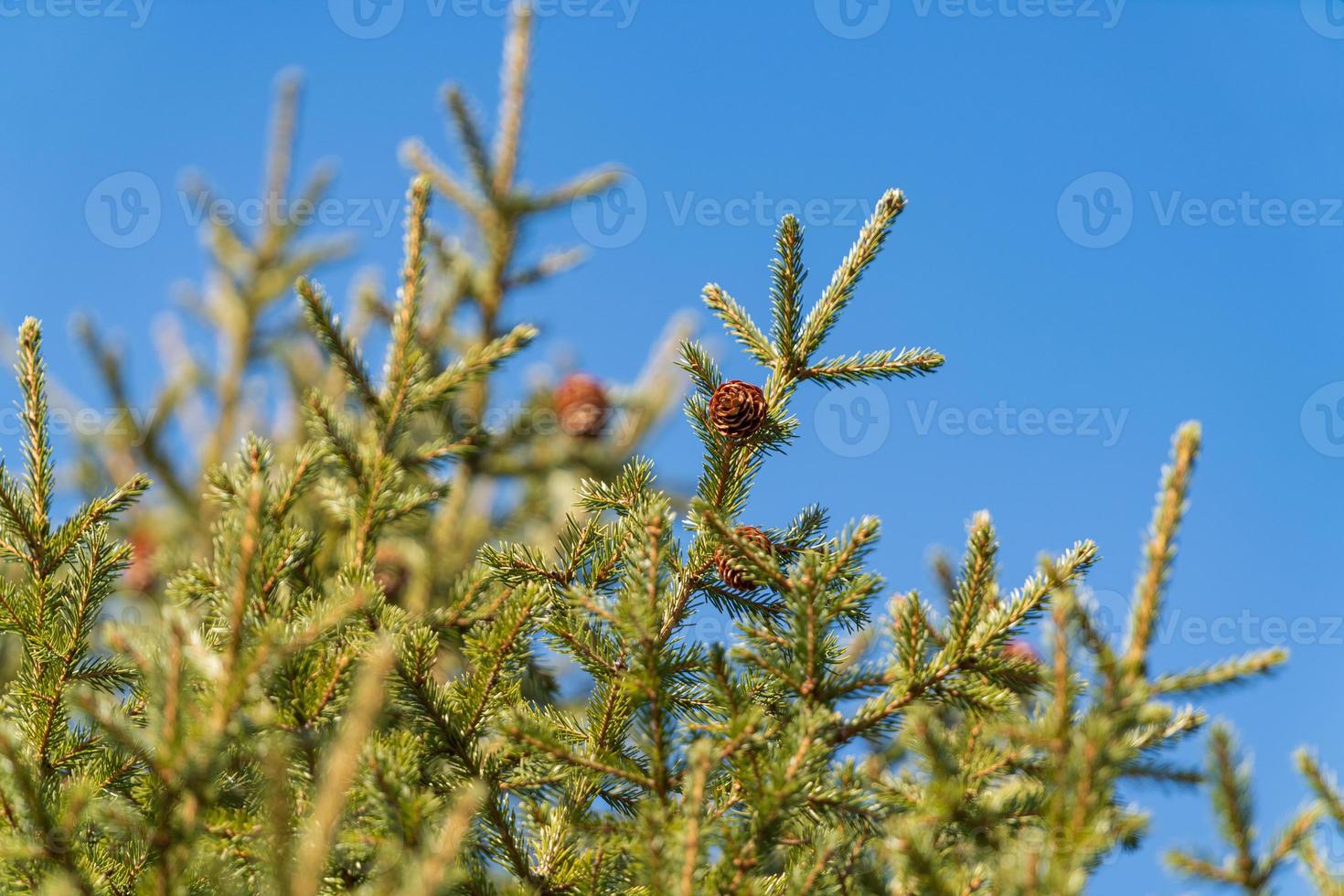 Natural evergreen branches with cones of Christmas tree in pine forest on background blue sky on sunny day photo