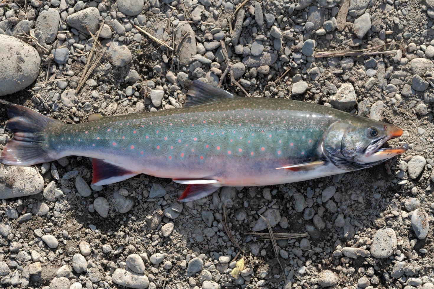 Wild Salvelinus - genus of salmonid fish often called char or charr with pink spots over darker body. Close-up view photo