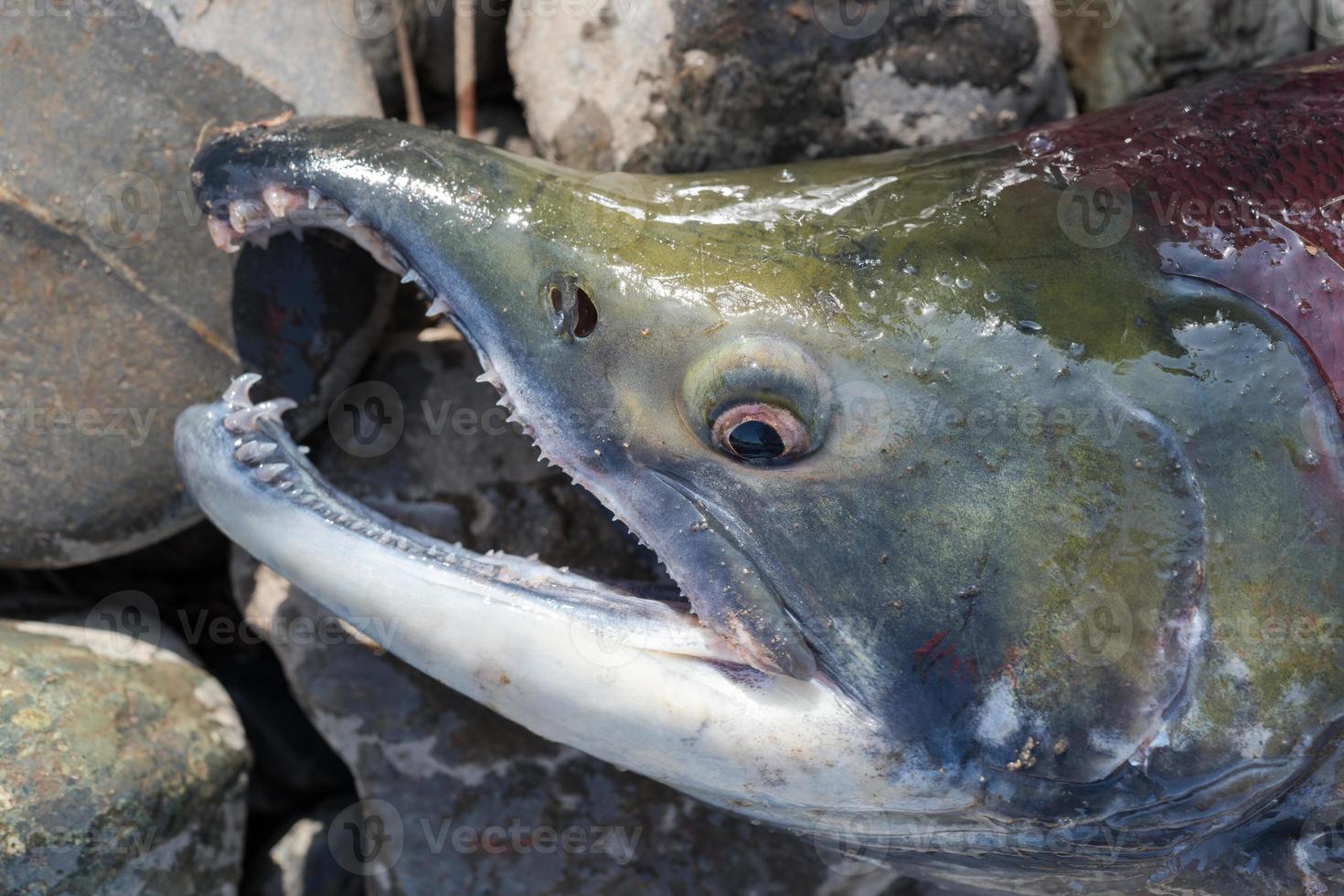 Wild red salmon fish Sockeye Salmon Oncorhynchus nerka. Pacific salmon red color. Close-up view of fish snout. photo