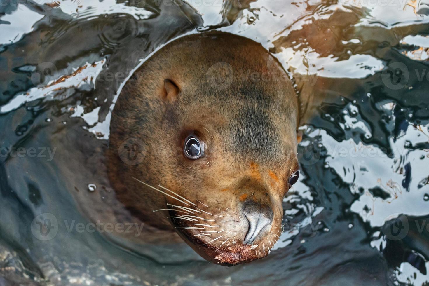 Portrait Steller Sea Lion Eumetopias Jubatus photo