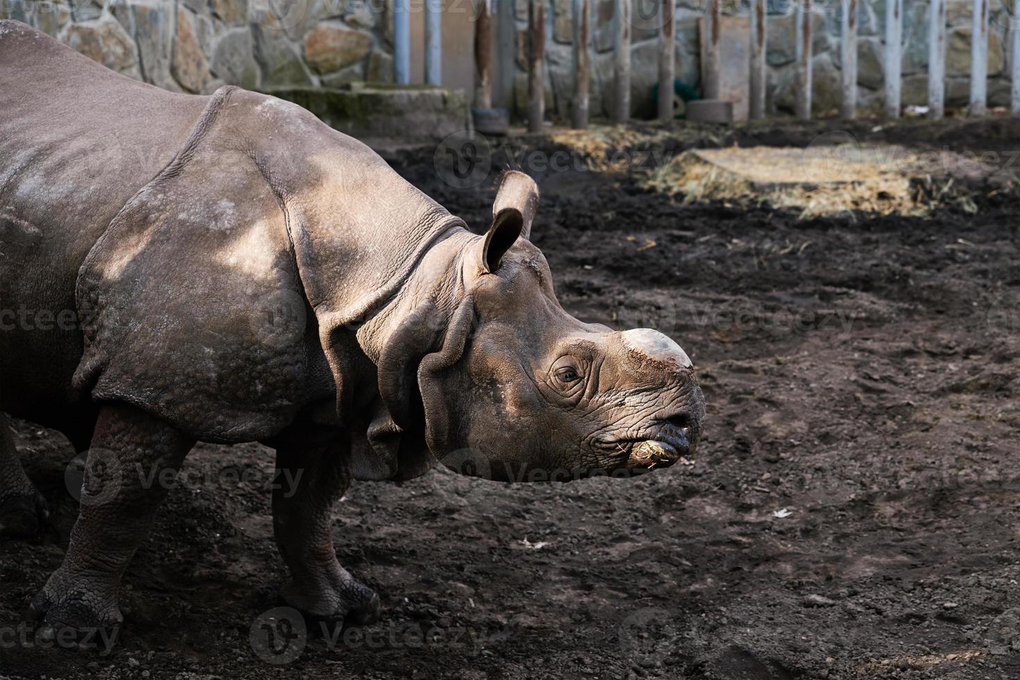 Indian rhinoceros in Zoo photo