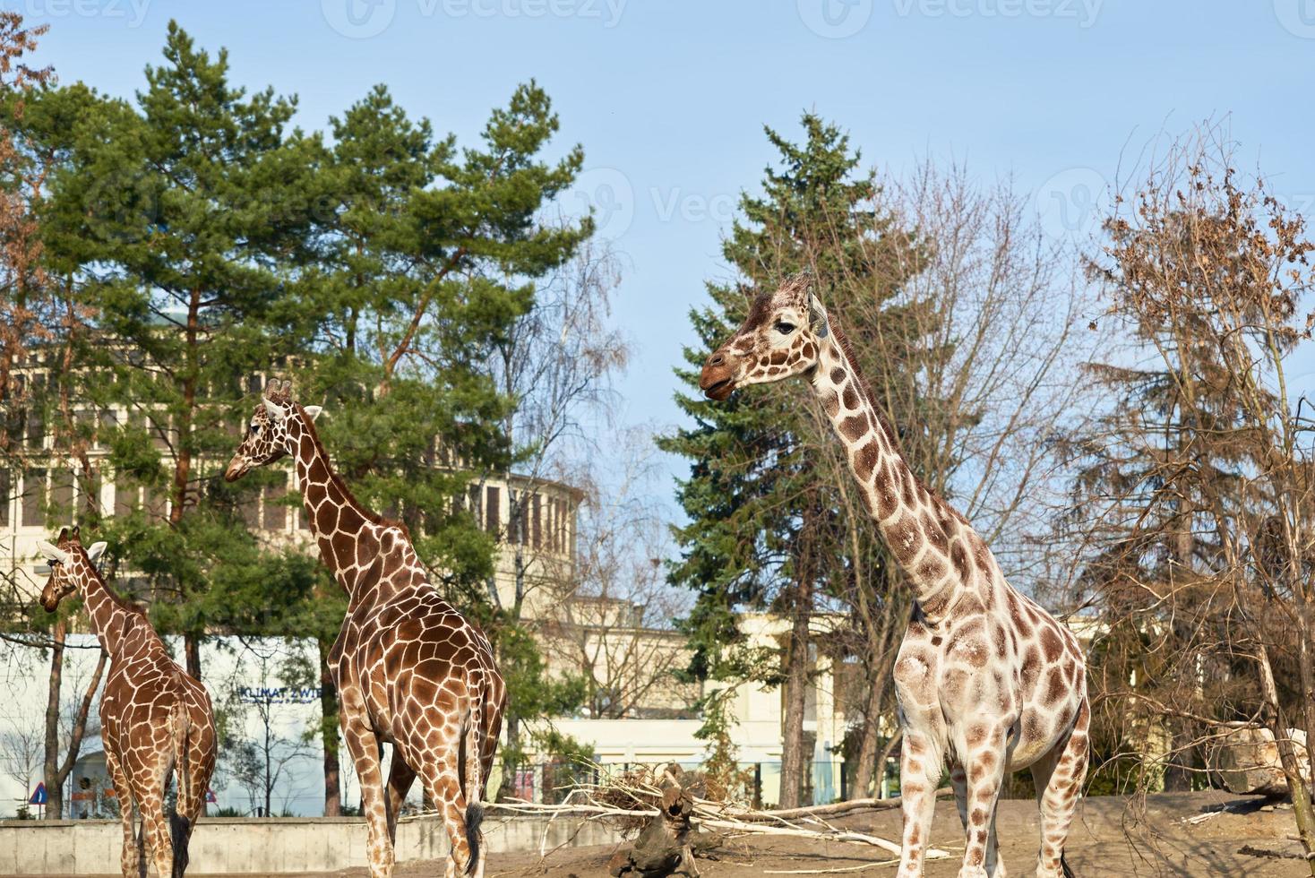 Giraffe couple in Wroclaw Zoo photo