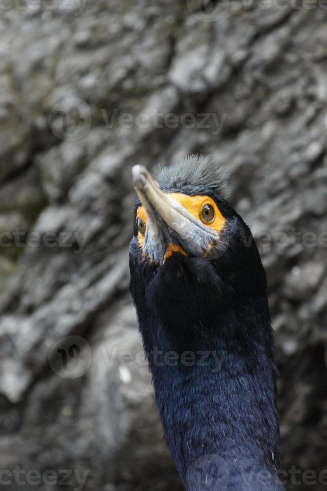 Portrait Red-faced cormorant Phalacrocorax urile photo