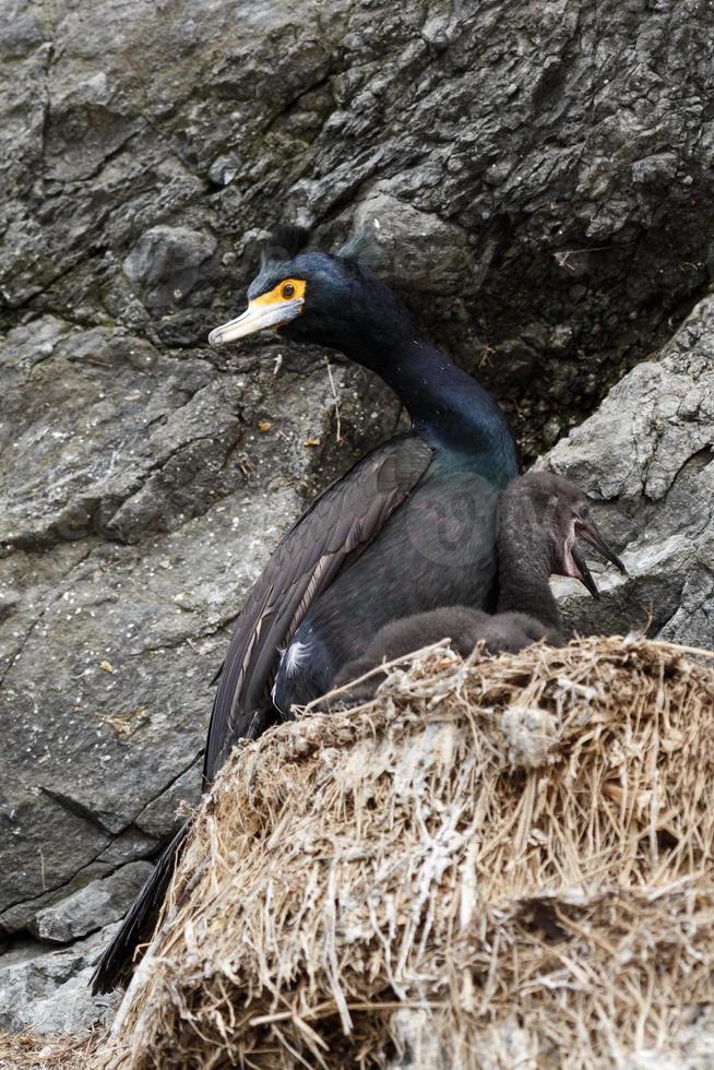 Red-faced cormorant Phalacrocorax urile in nest on cliff photo