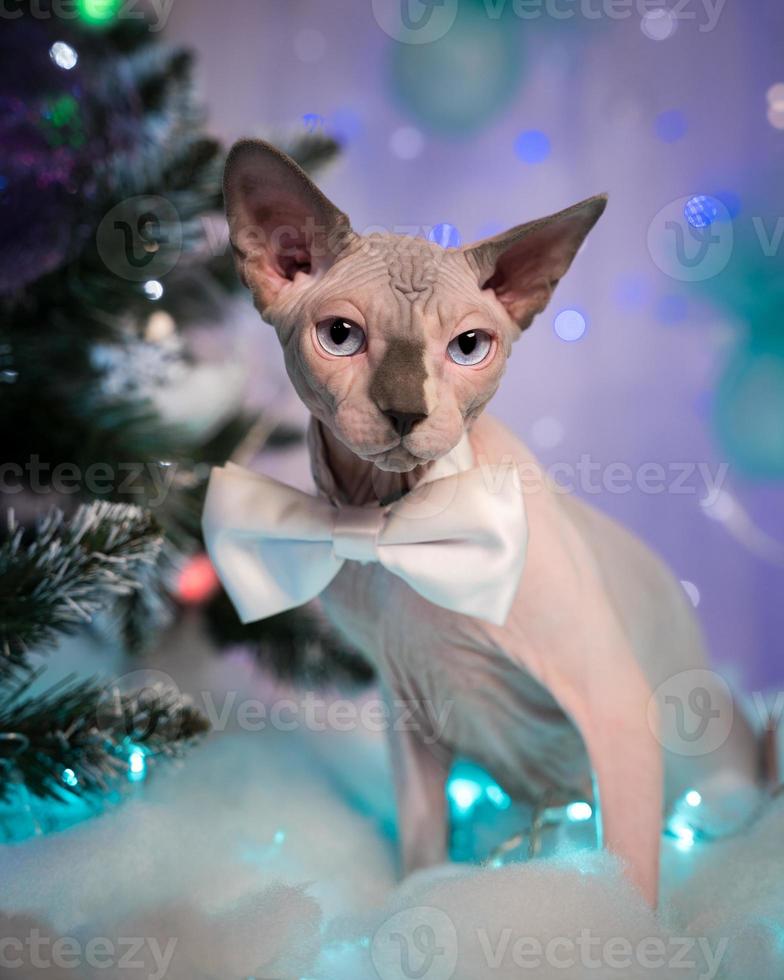 Sphynx Cat with bow tie around neck against background Christmas tree and festive Christmas lights photo