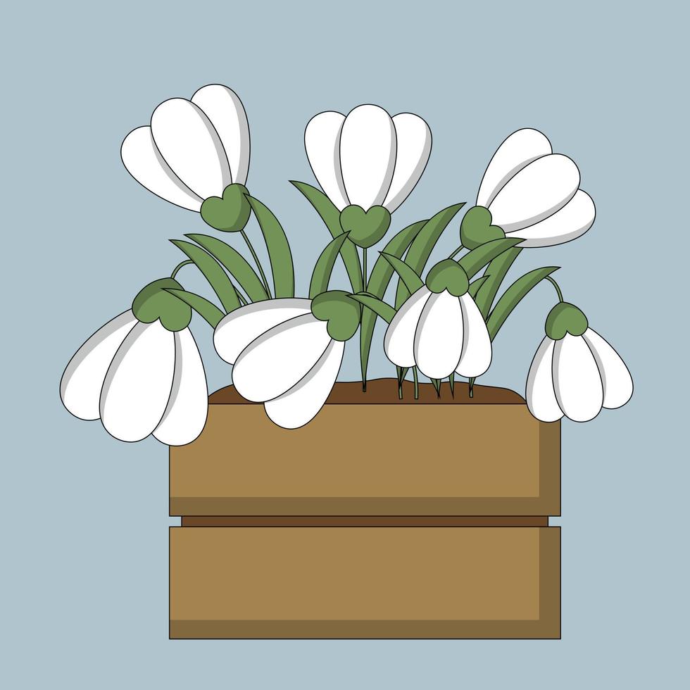 Flower snowdrop in wooden box in color vector