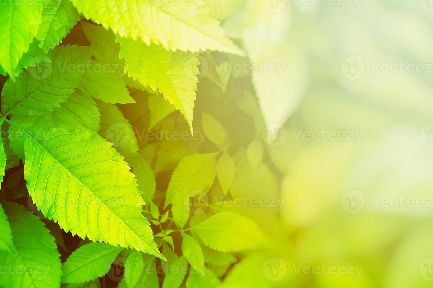 Green Leaves Backdrop with White Light Leak and Copy Space for Text