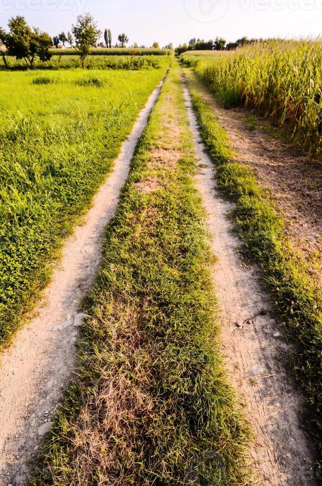 Field of crops photo