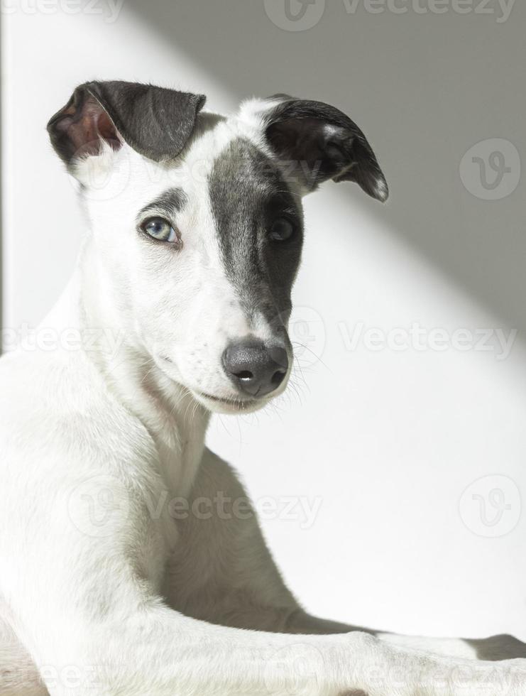 un linda lebrel perro foto