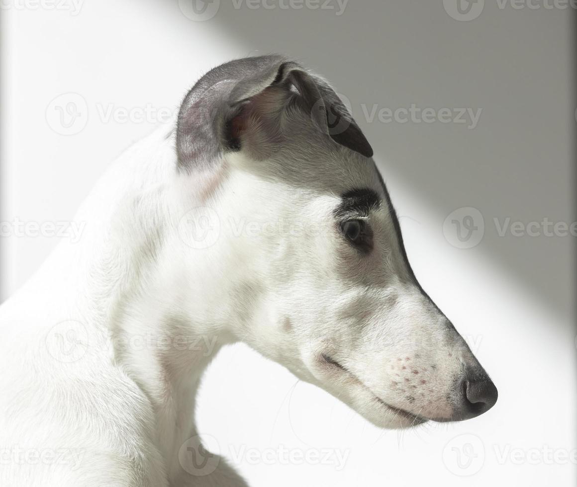 A cute whippet dog photo