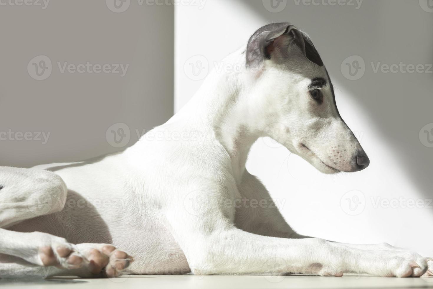 un linda lebrel perro foto