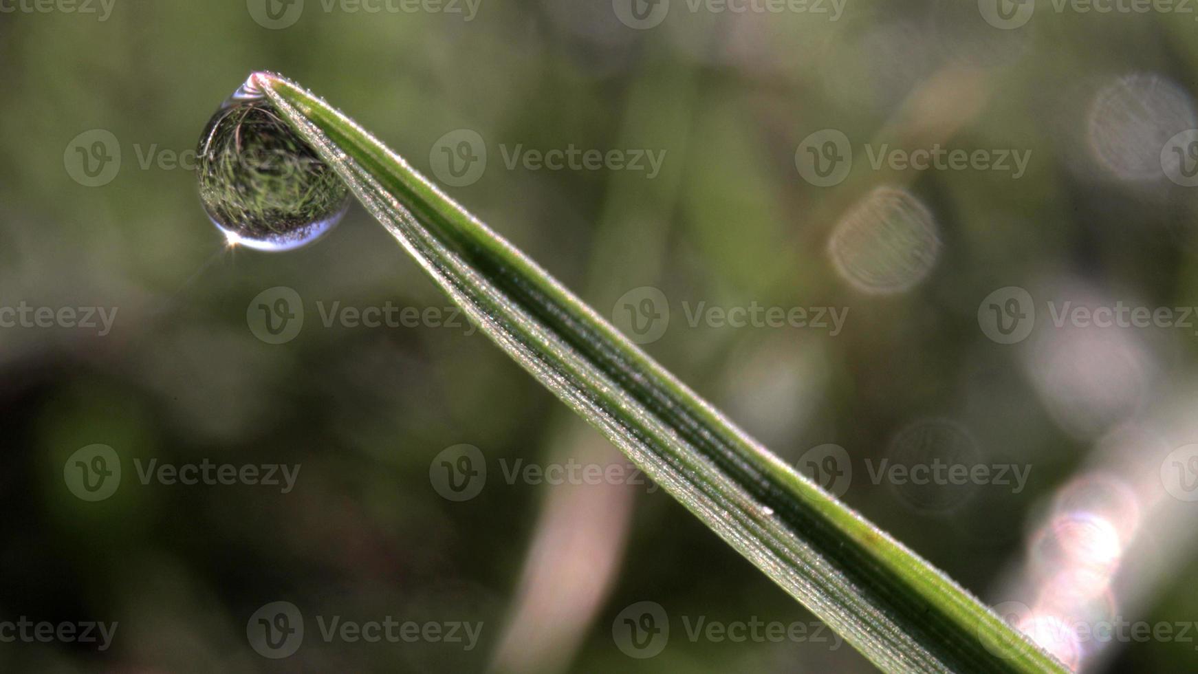 Extreme close-up image of wet green grass with sunlight shining on beads of dew in the early morning photo