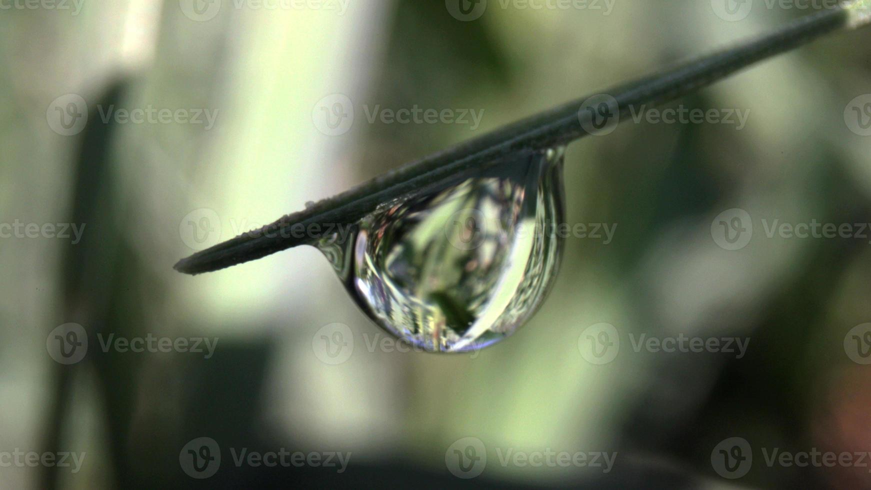 Extreme close-up image of wet green grass with sunlight shining on beads of dew in the early morning photo