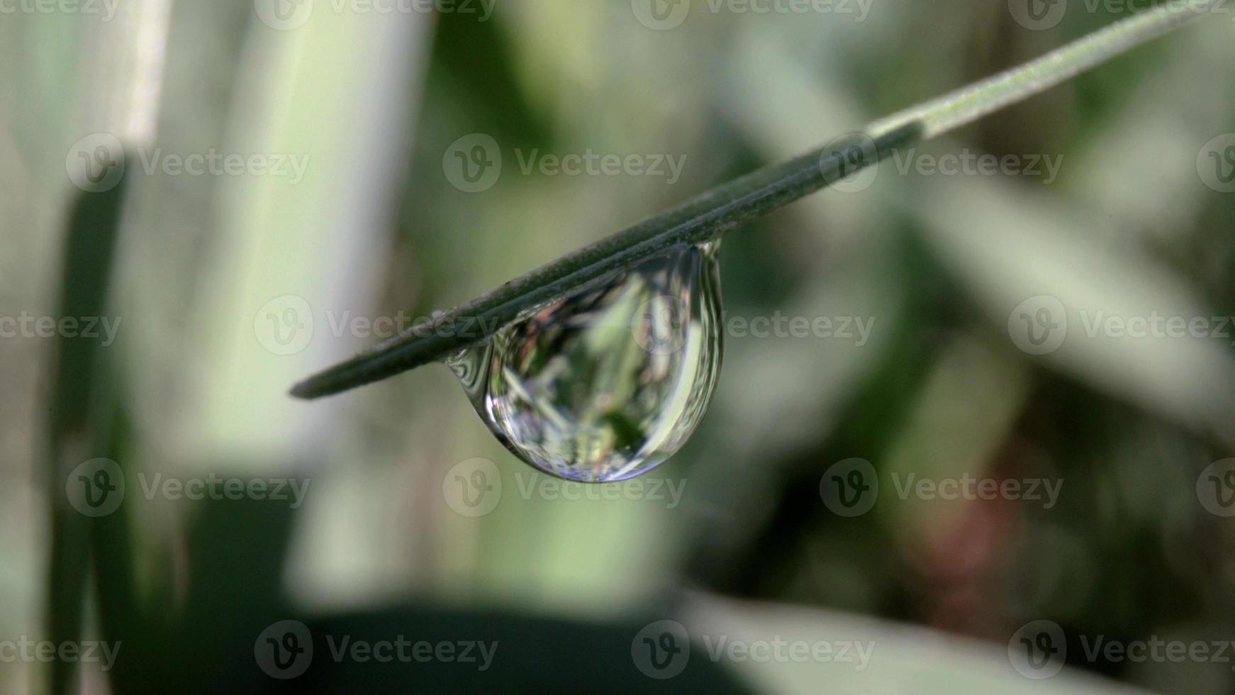 Extreme close-up image of wet green grass with sunlight shining on beads of dew in the early morning photo