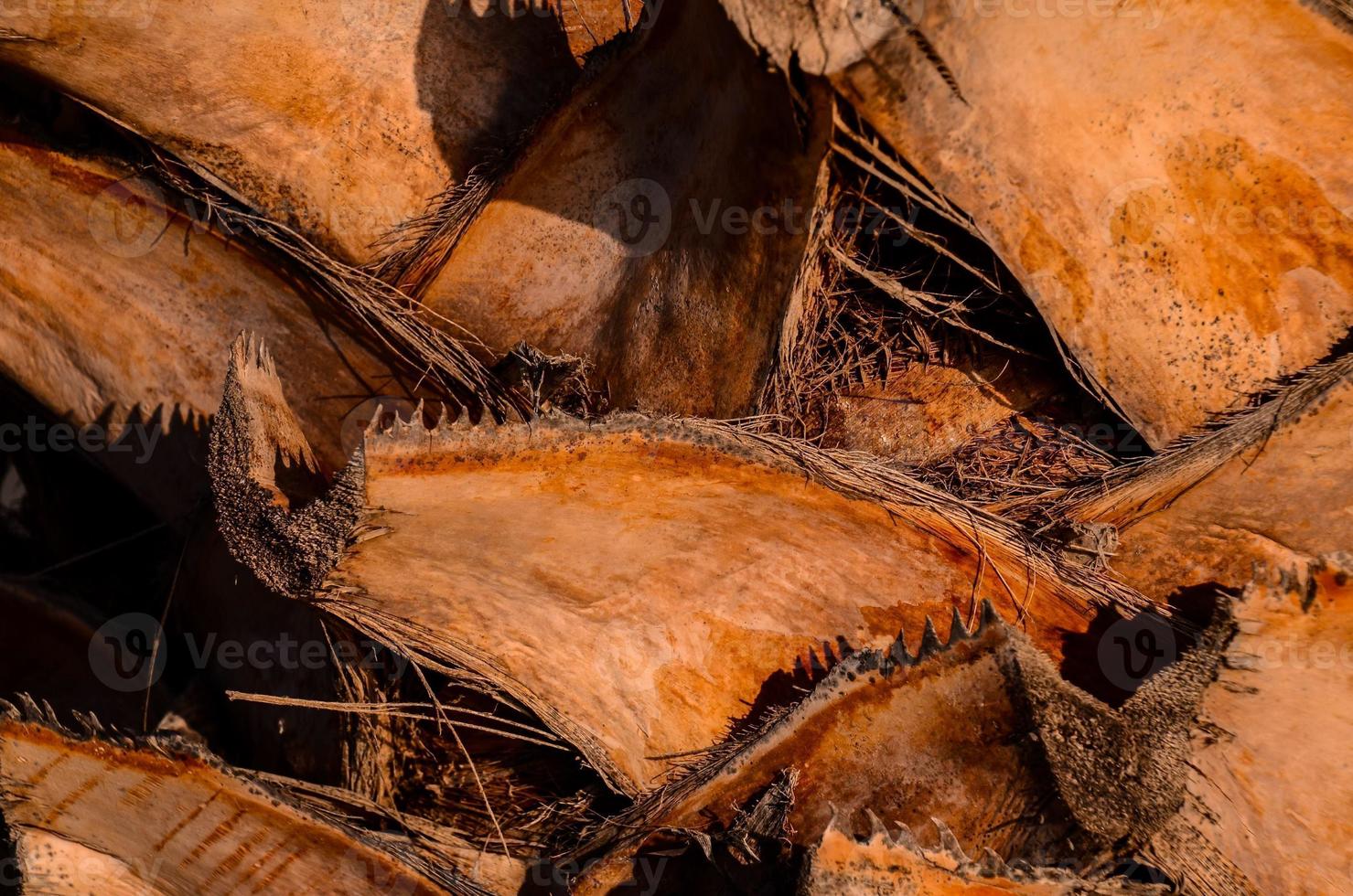 Wood texture close up photo