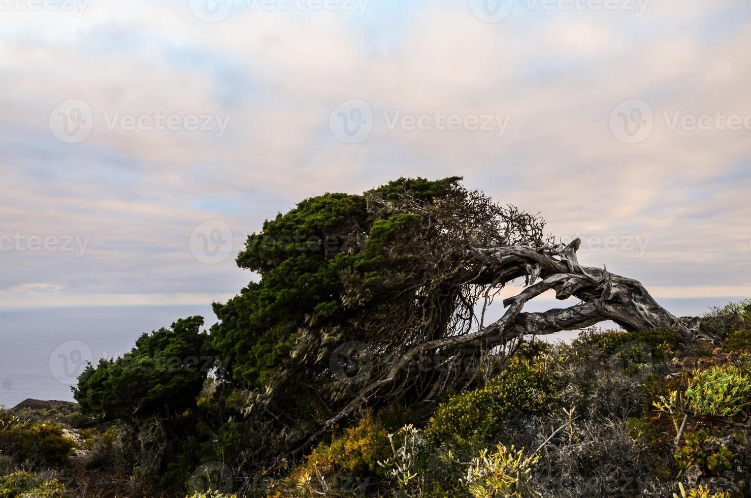 Twisted tree on the coast photo
