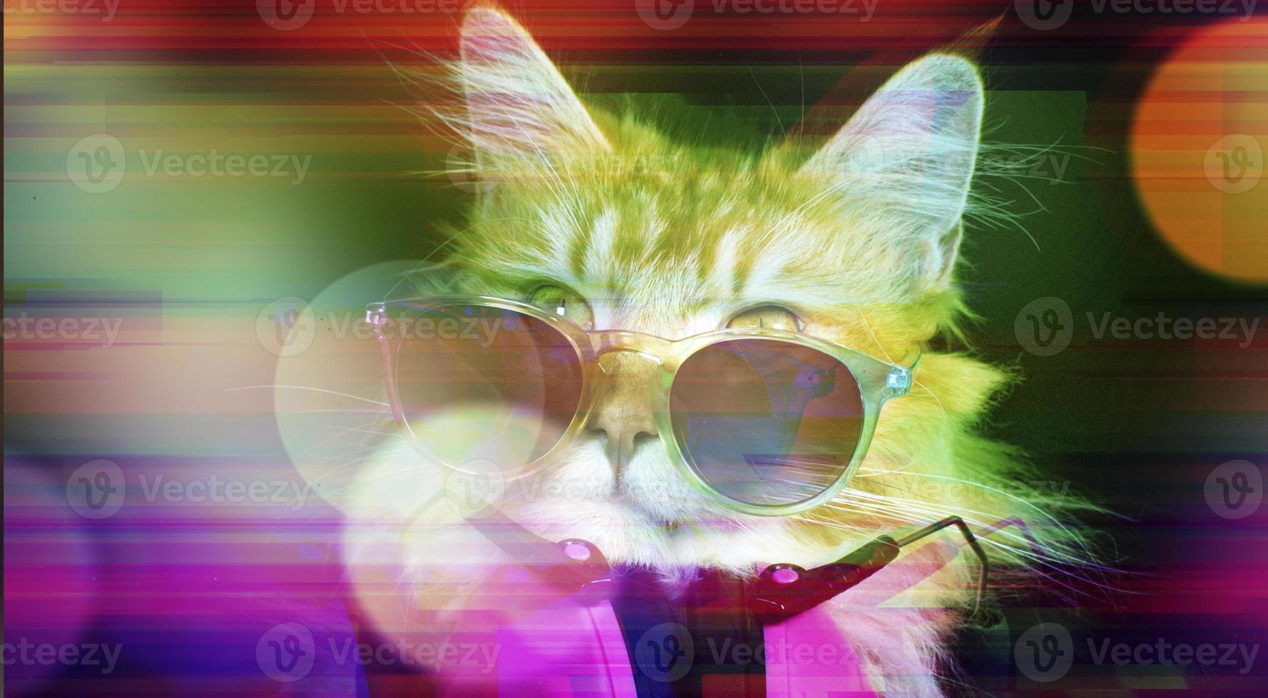 beautiful cat with sunglasses photo