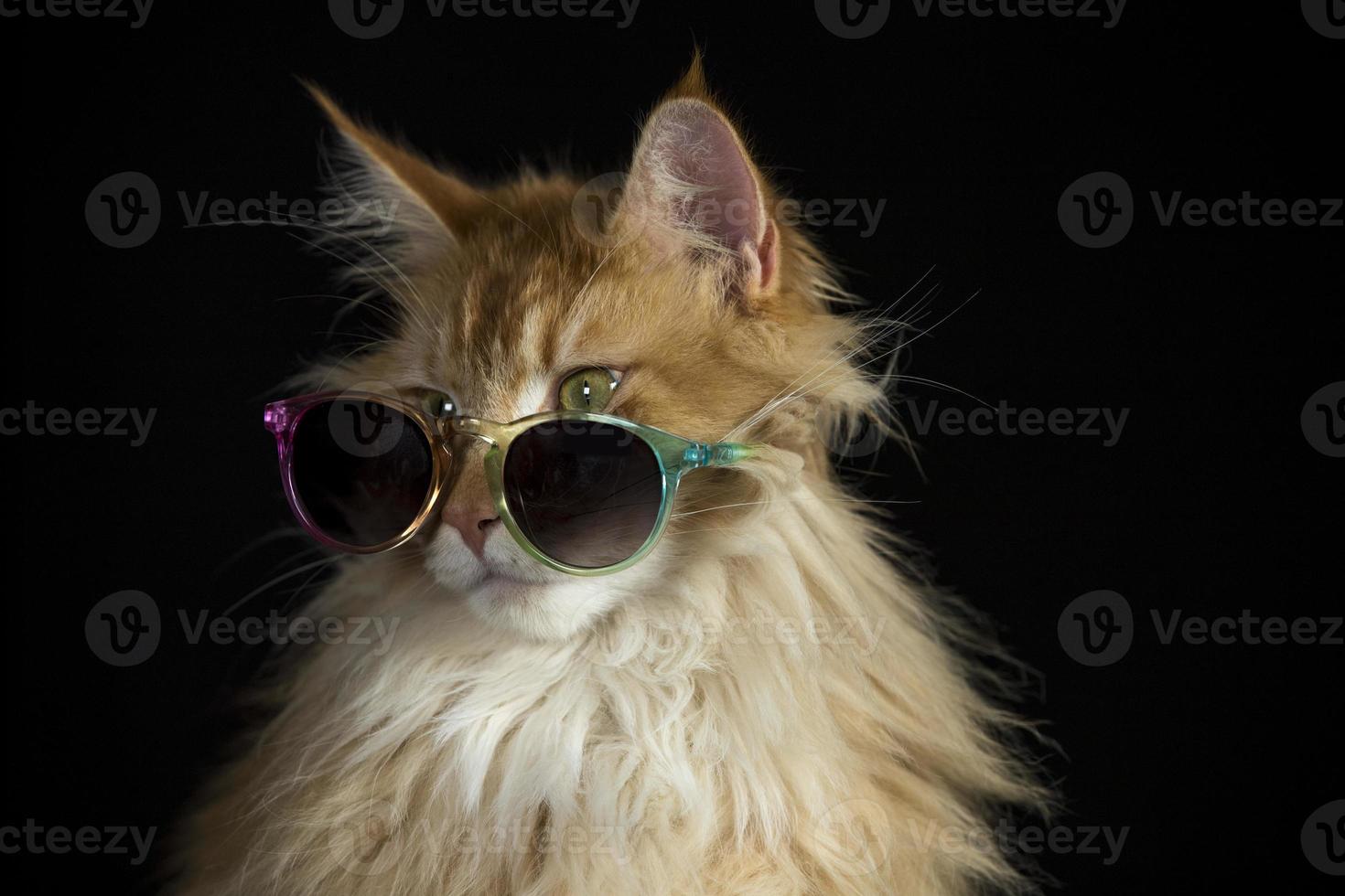 beautiful cat with sunglasses photo