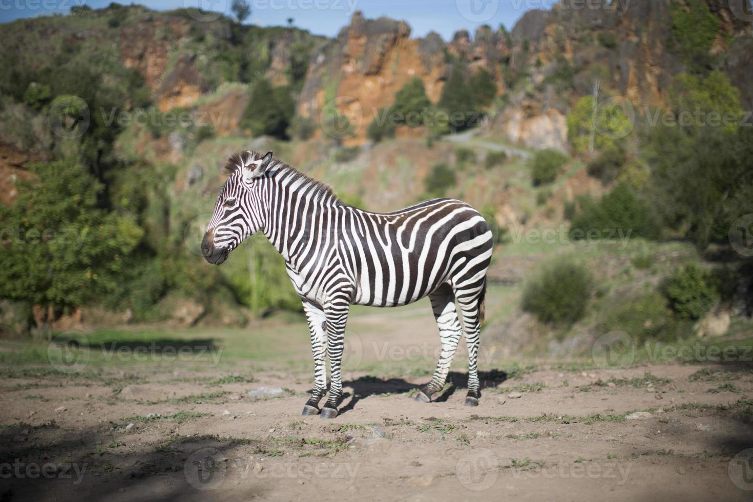 a zebra stands alone in a field photo