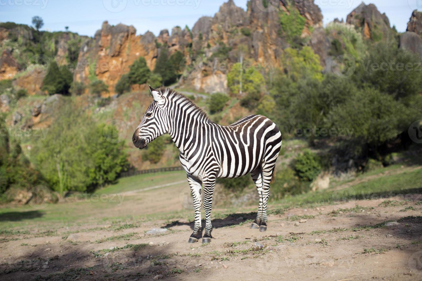 a zebra stands alone in a field photo