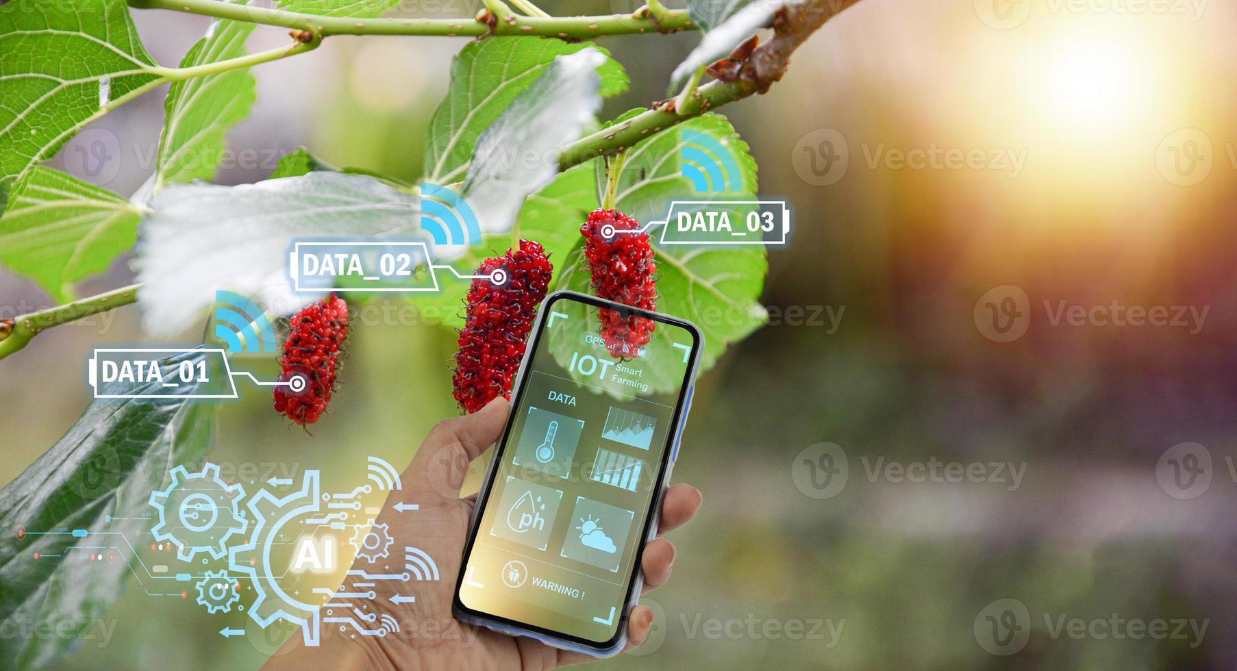 The concept of applying technology, artificial intelligence and IoT to use in agriculture to analyze and increase productivity photo