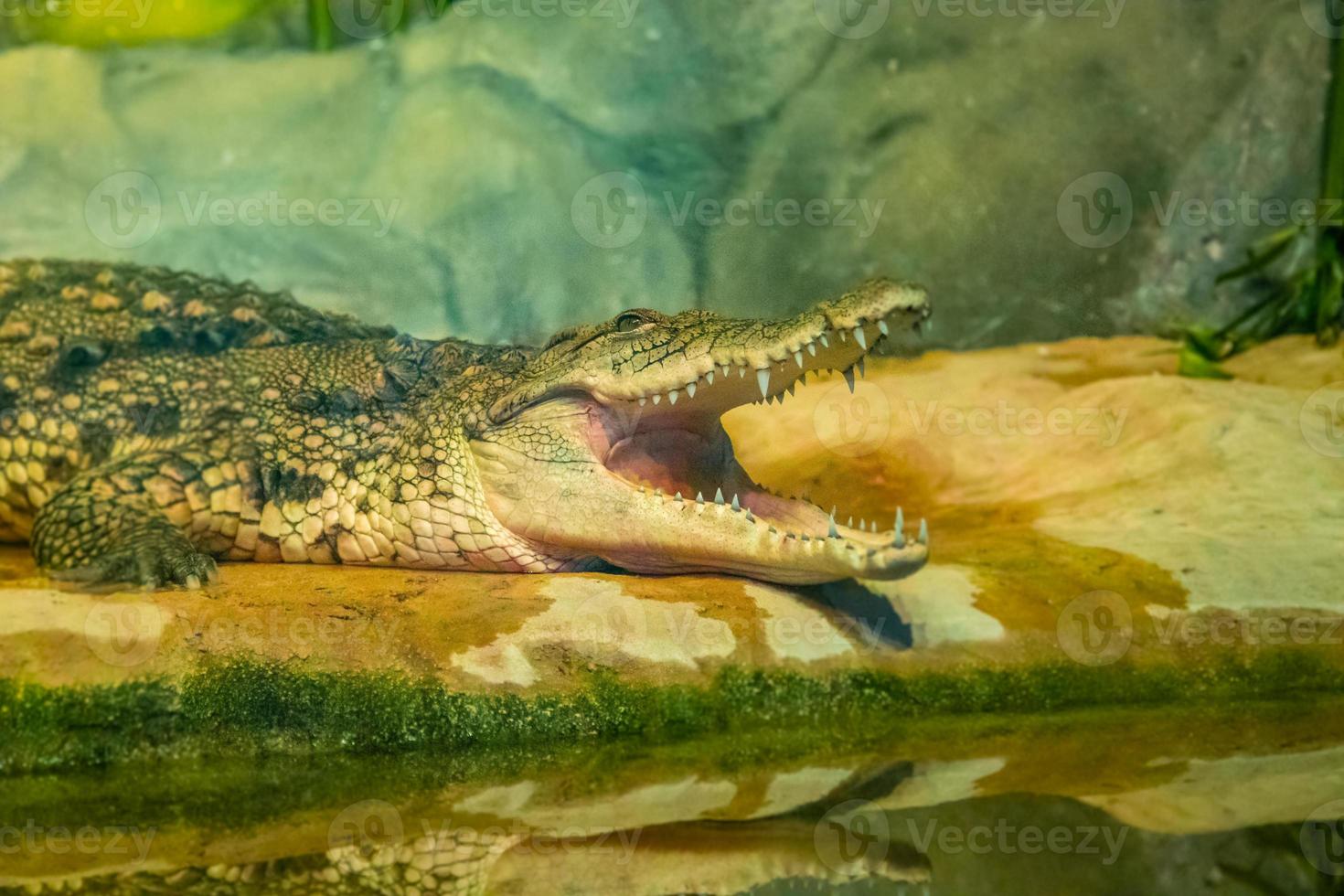 crocodile with open mouth with large teeth photo