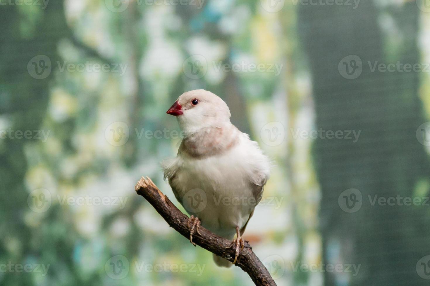 Beautiful birds Astrild Estrildidae sitting on a branch photo