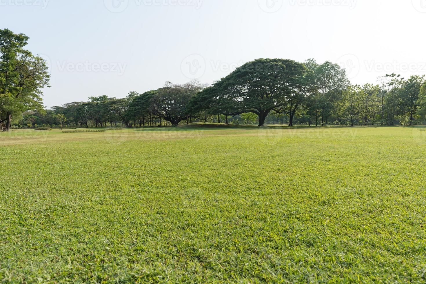 Grass and green trees in beautiful park photo