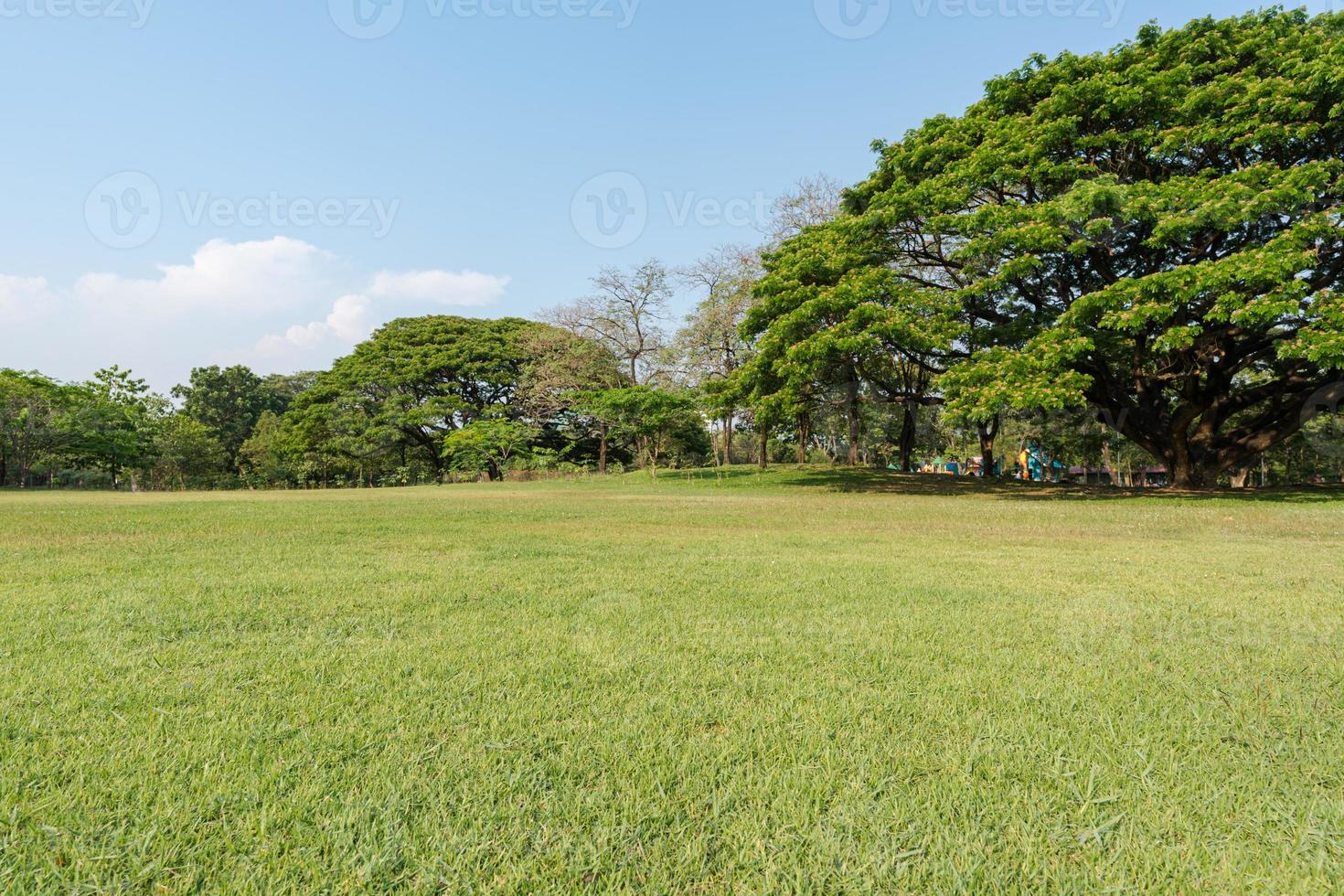 Grass and green trees in beautiful park photo