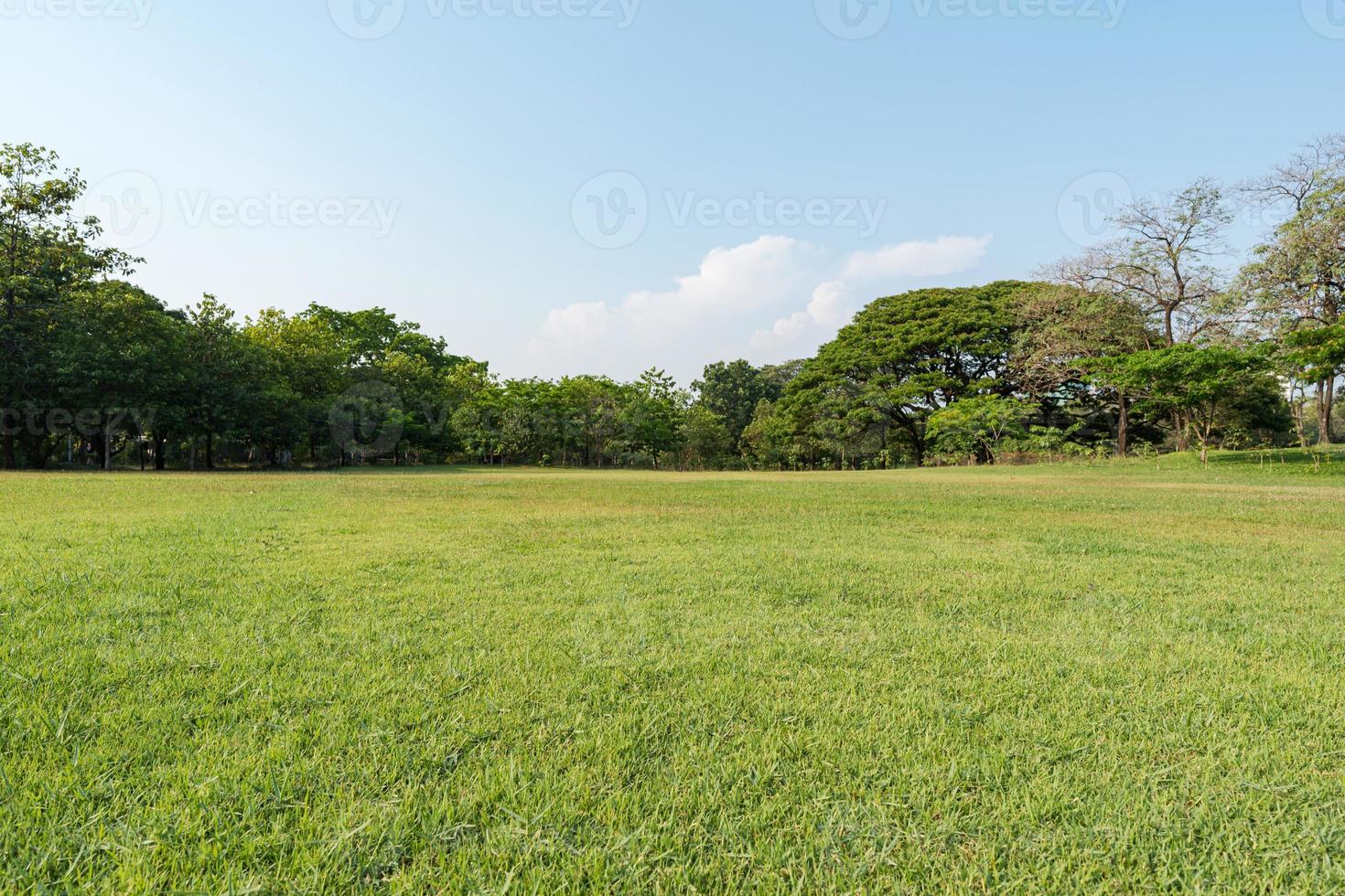 Grass and green trees in beautiful park photo