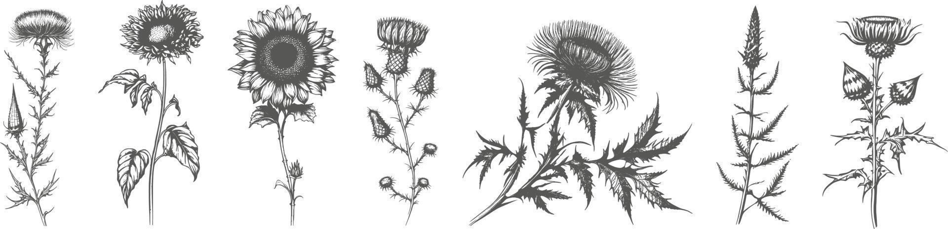 A set of elegant simple wildflowers in neutral black and white colors. Simple and graphic shape, hand drawn line wedding herb and invitation save the date card. vector