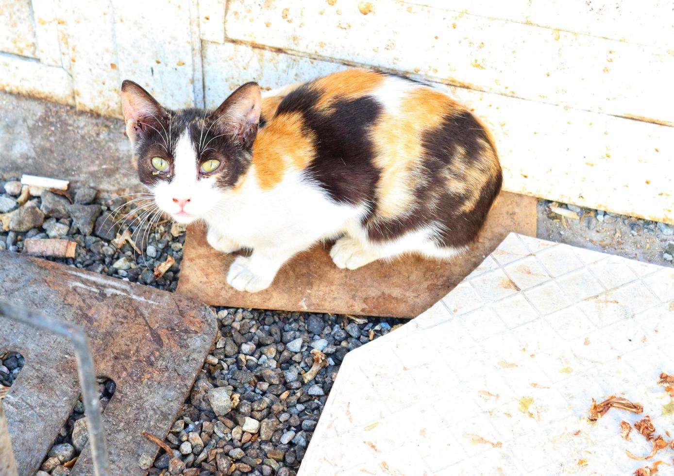 Cat sitting on the footpath and looking angry photo