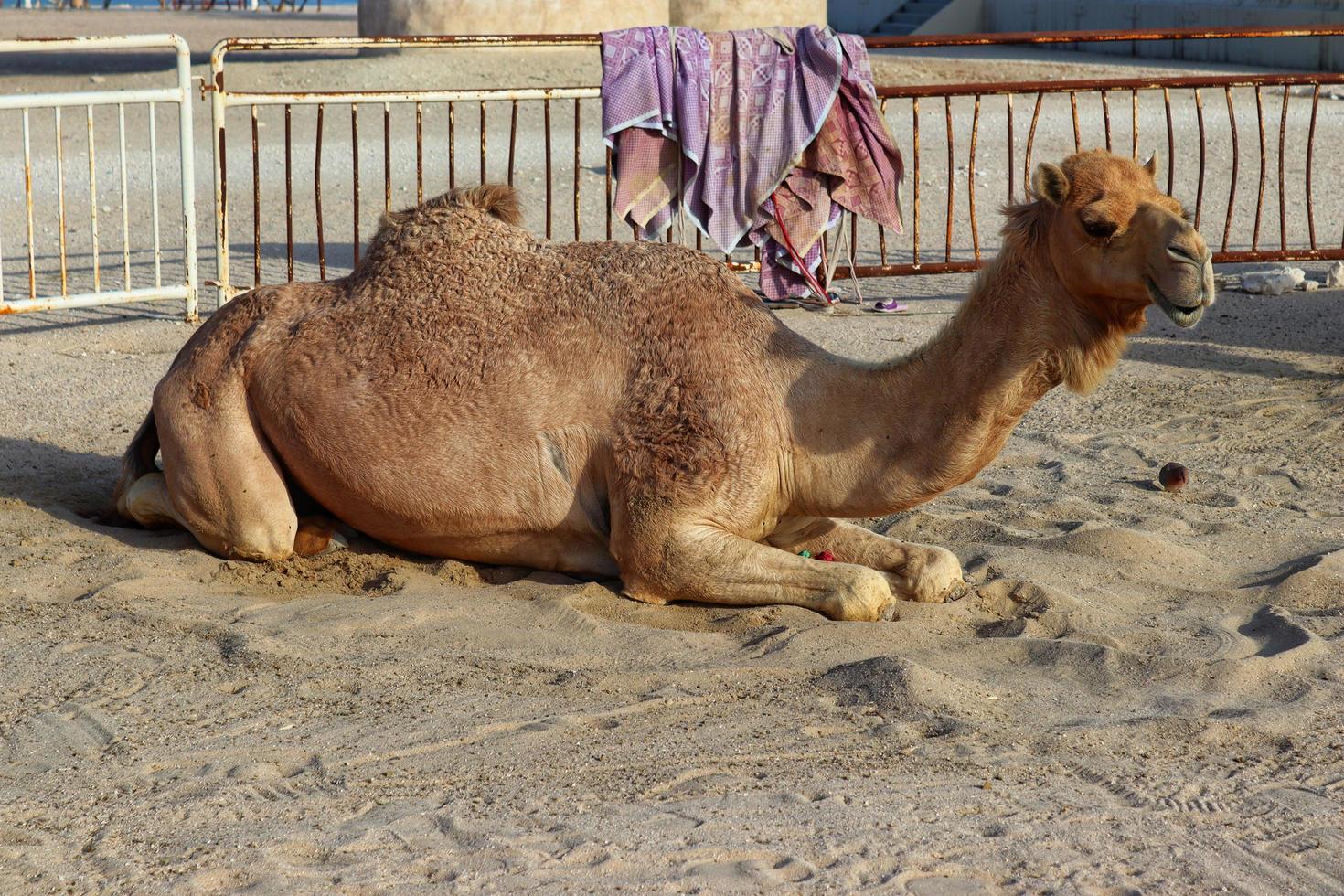 Sitting Camel Stock Photos, Images and Backgrounds for Free Download