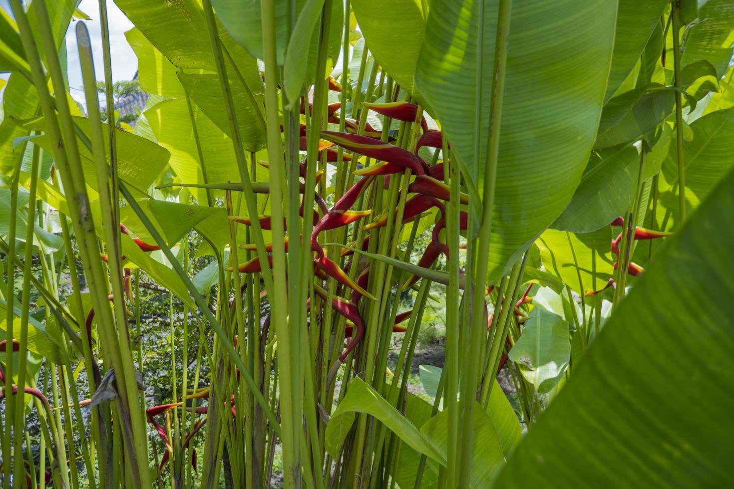 Close up photo of decorative plant Heliconia Rostrata on hill mountain when spring time. The photo is suitable to use for nature background and nature content media.