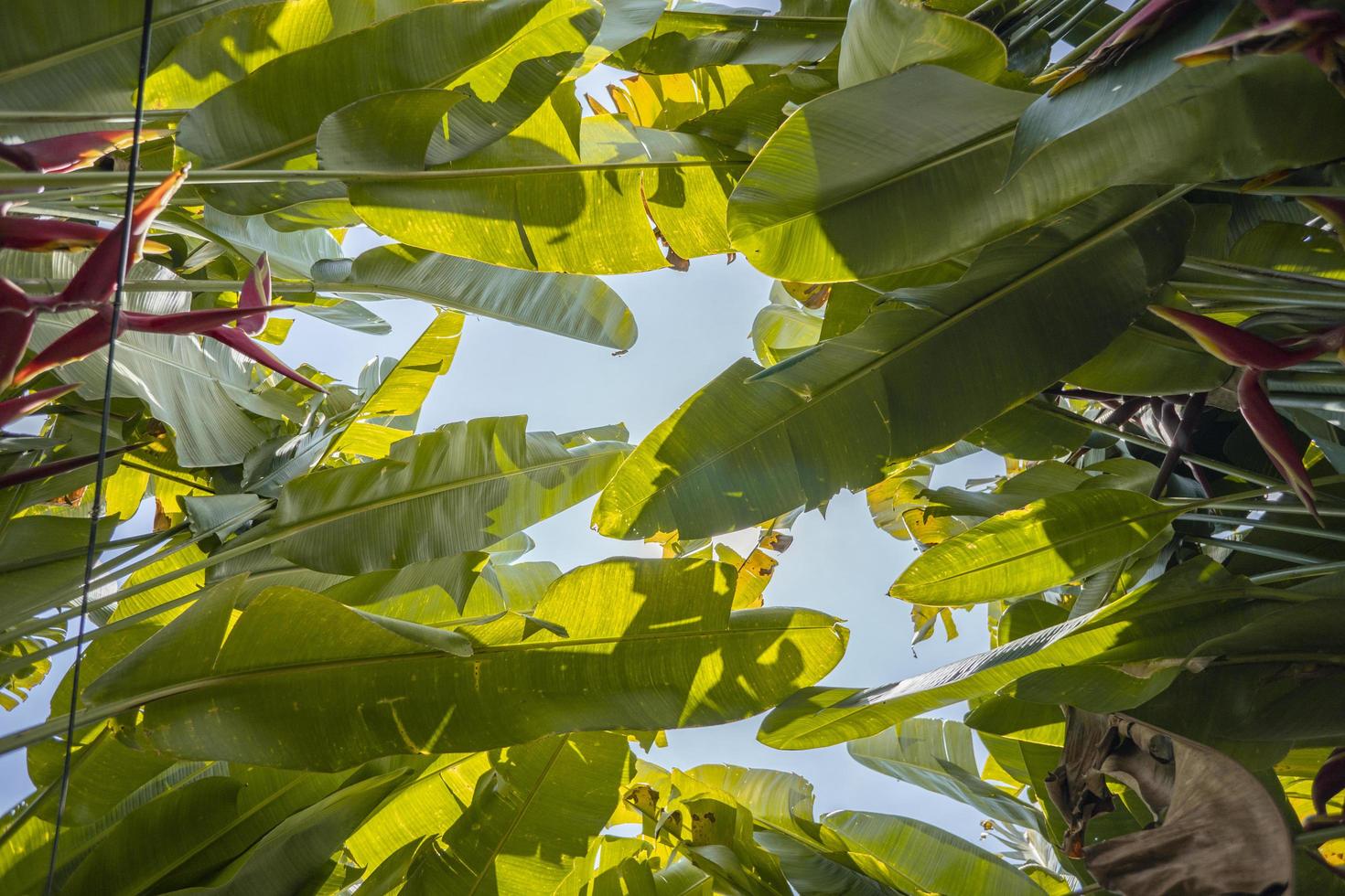 Close up photo of decorative plant Heliconia Rostrata on hill mountain when spring time. The photo is suitable to use for nature background and nature content media.