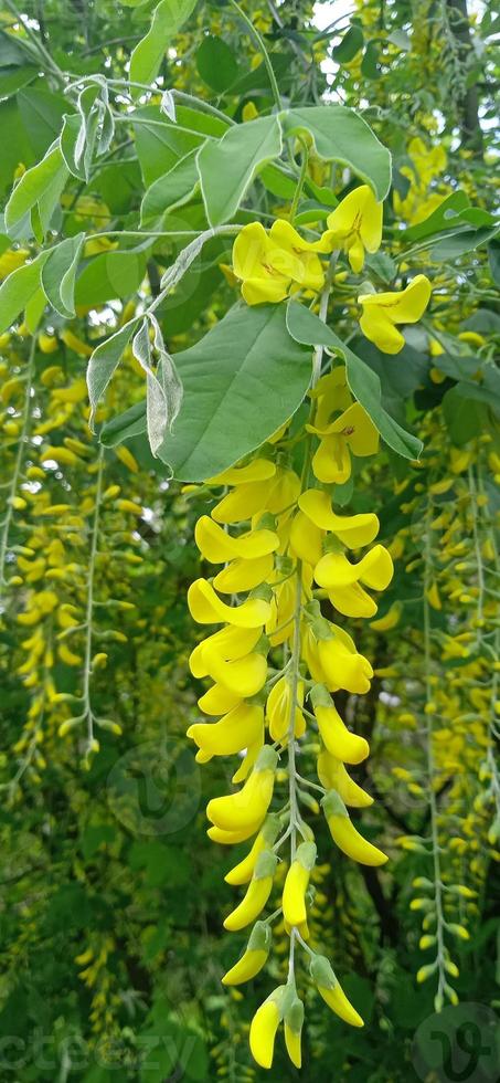 Flowers of the tree yellow acacia, robinia pseudoacacia. Branch with flowers on green background photo