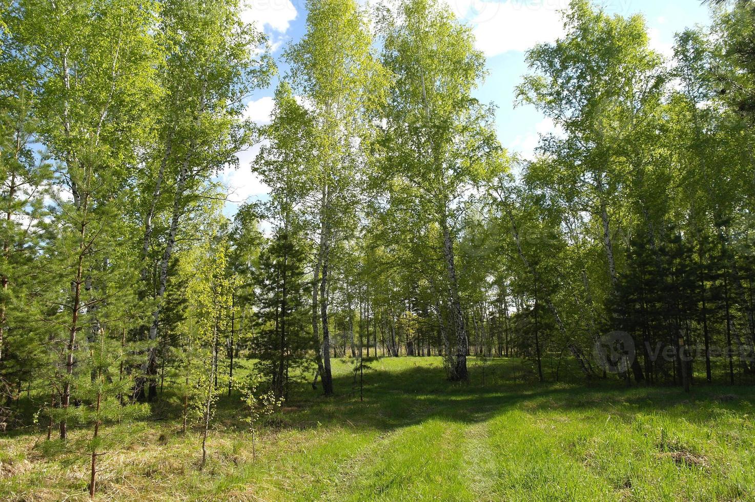 Birch forest. Birch Grove. White birch trunks. Summer forest with meadow photo