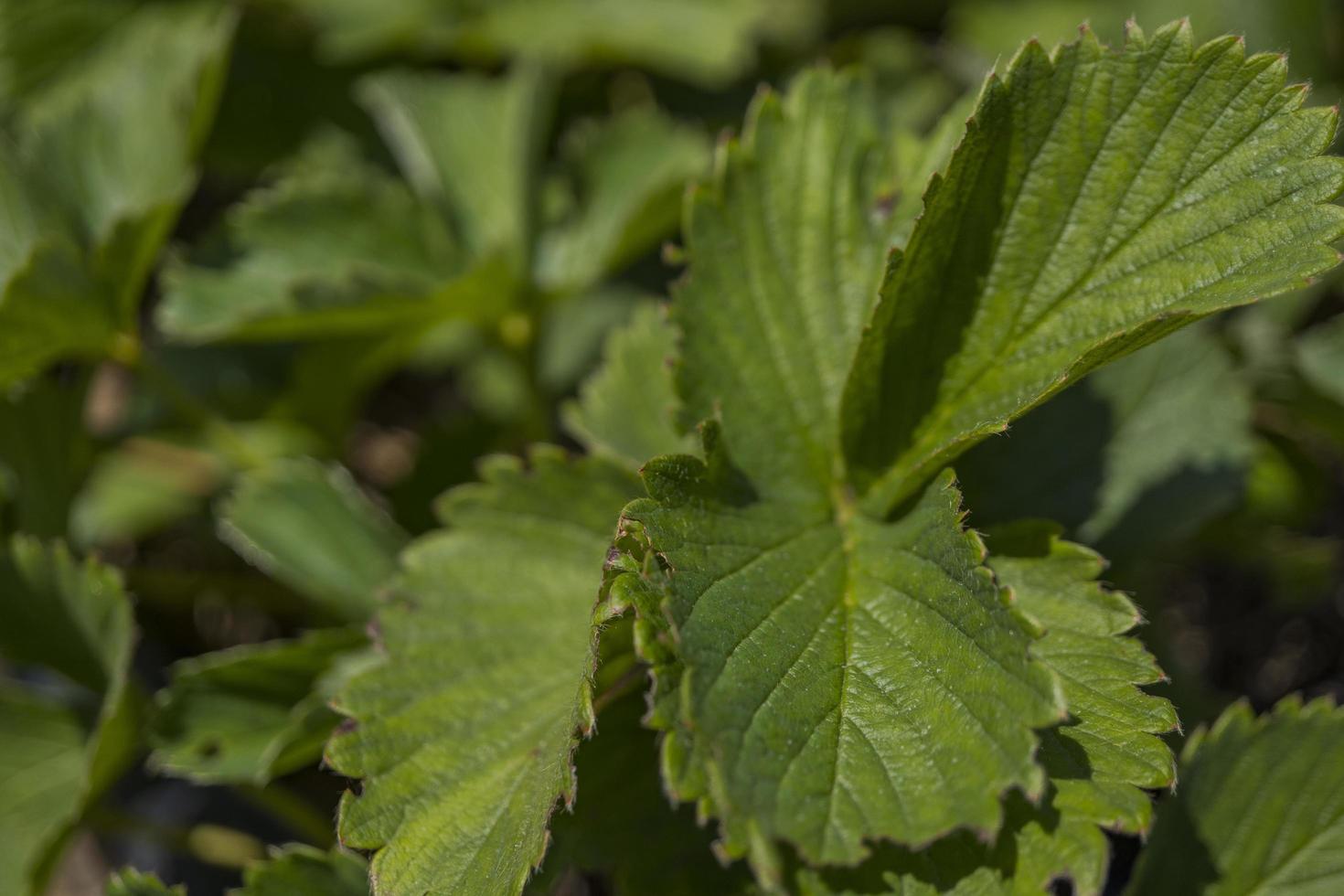 Close up of strawberry leaf texture and surface when harvest season on the spring time at green garden Malang. The photo is suitable to use for botanical poster, background and harvest advertising.