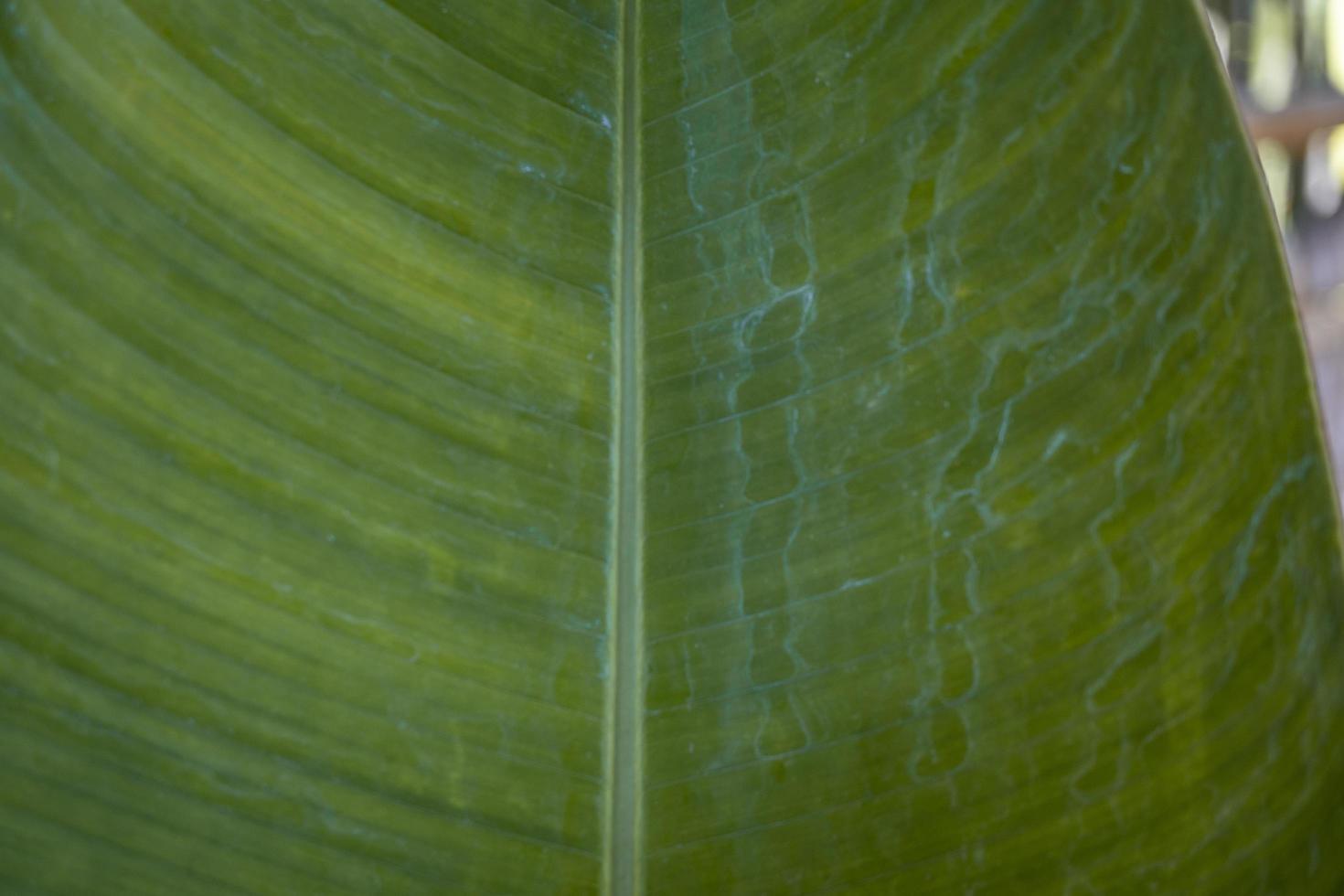 Close up photo of surface texture of green banana leaf. The photo is suitable to use for nature background, surface wallpaper and background content media.