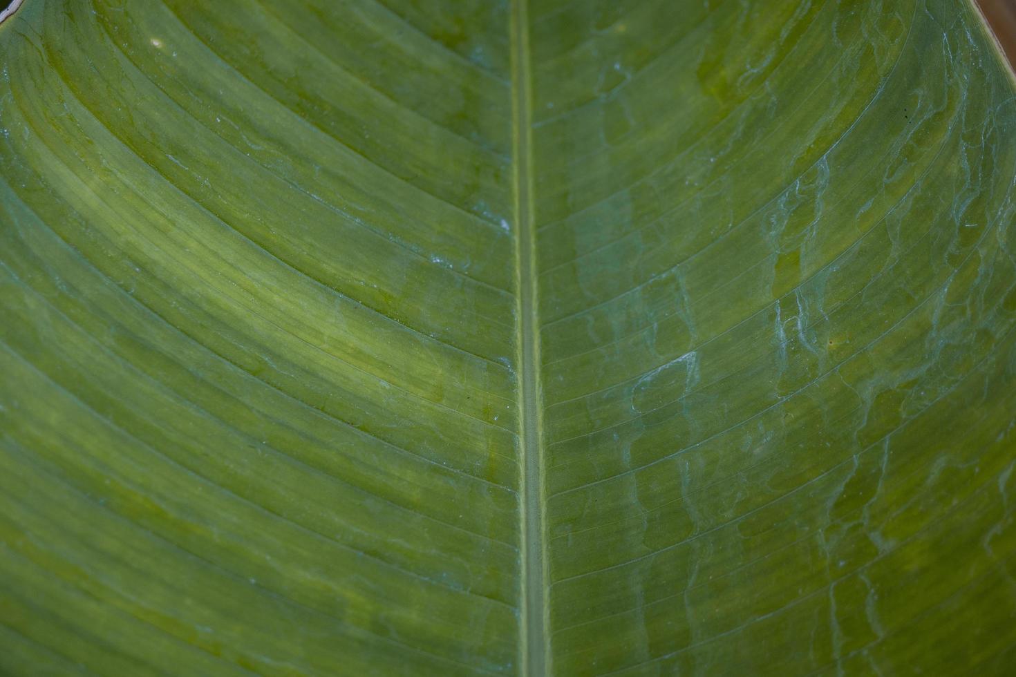 Close up photo of surface texture of green banana leaf. The photo is suitable to use for nature background, surface wallpaper and background content media.