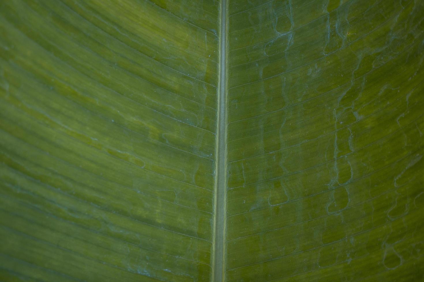 Close up photo of surface texture of green banana leaf. The photo is suitable to use for nature background, surface wallpaper and background content media.