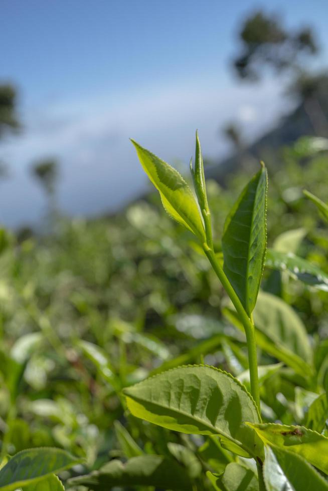 Close up photo of green tea leaf when spring season with cloudy and blue sky. The photo is suitable to use for garden background, nature poster and nature content media.