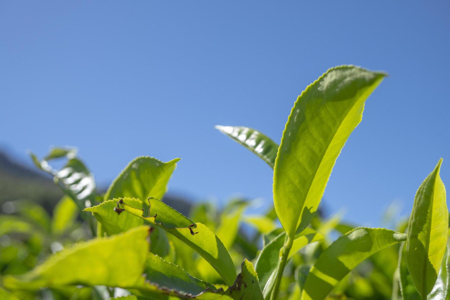 Close up photo of green tea leaf when spring season with cloudy and blue sky. The photo is suitable to use for garden background, nature poster and nature content media.