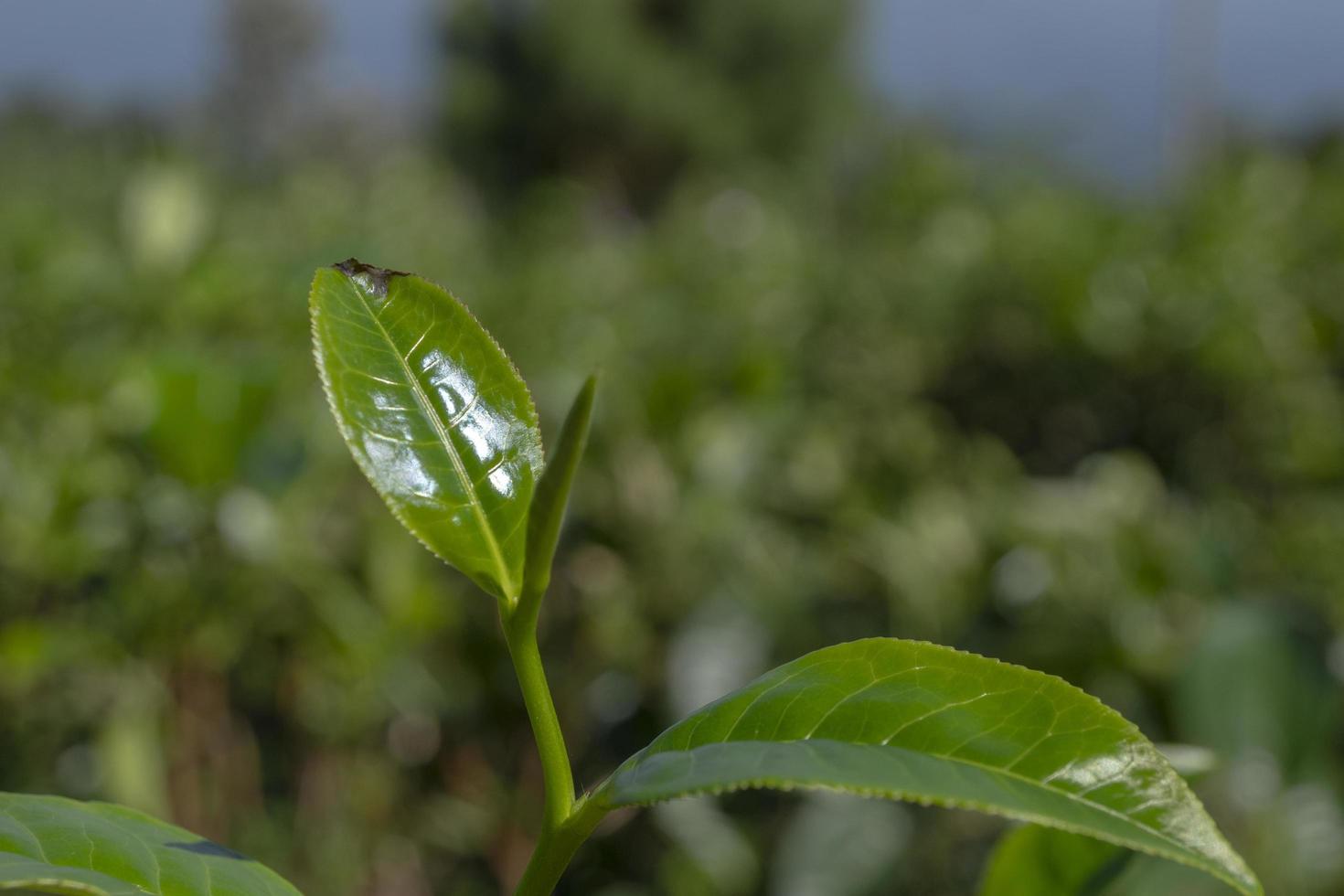 Close up photo of green tea leaf when spring season with cloudy and blue sky. The photo is suitable to use for garden background, nature poster and nature content media.