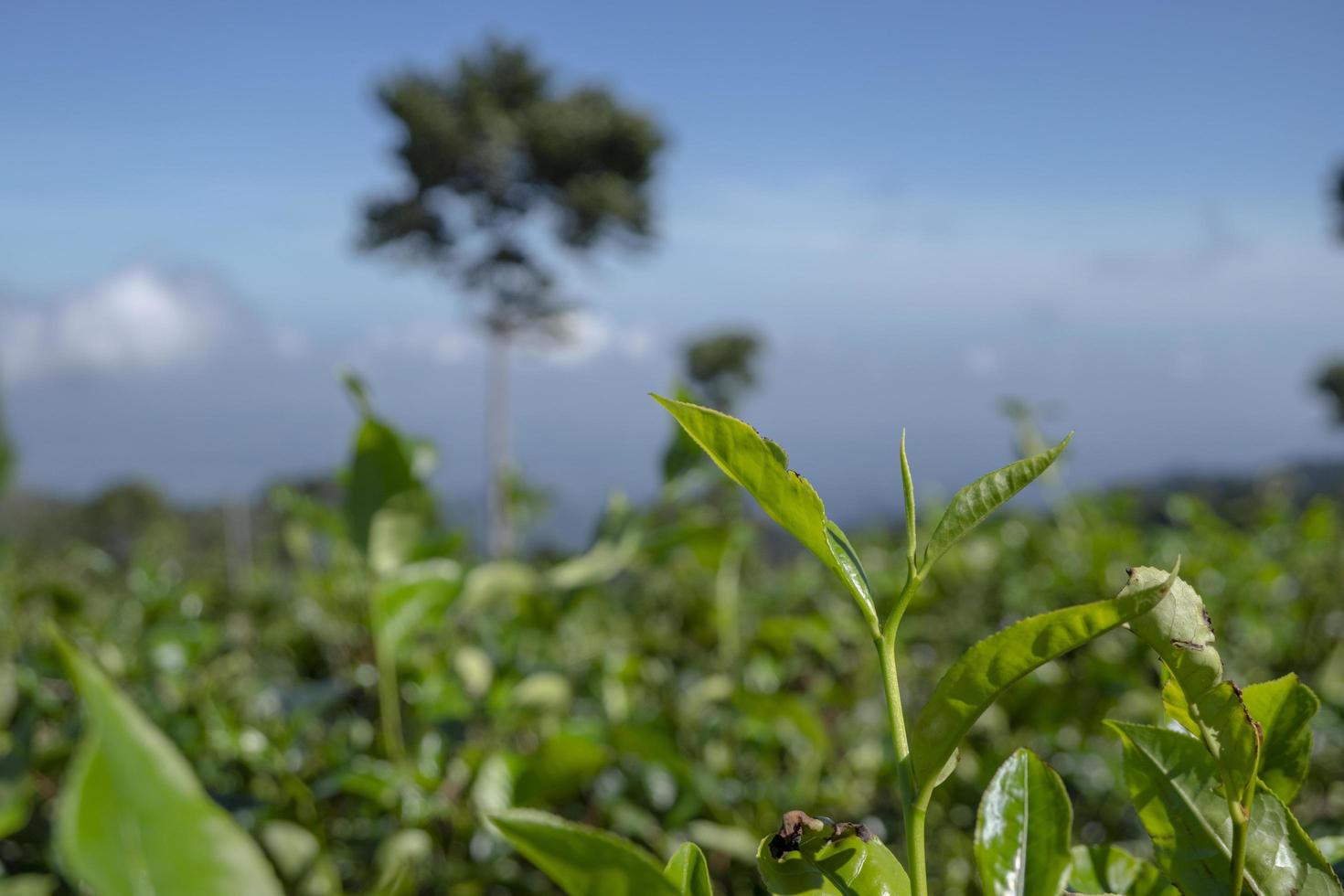 Close up photo of green tea leaf when spring season with cloudy and blue sky. The photo is suitable to use for garden background, nature poster and nature content media.