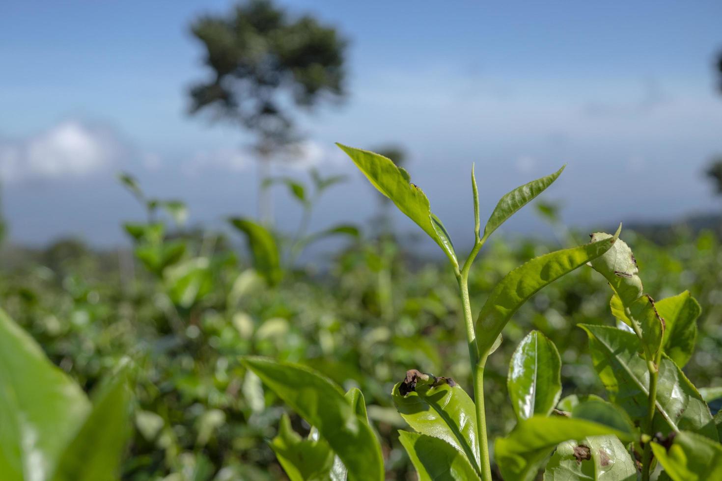 Close up photo of green tea leaf when spring season with cloudy and blue sky. The photo is suitable to use for garden background, nature poster and nature content media.