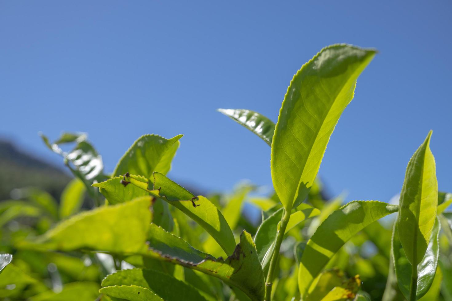Close up photo of green tea leaf when spring season with cloudy and blue sky. The photo is
