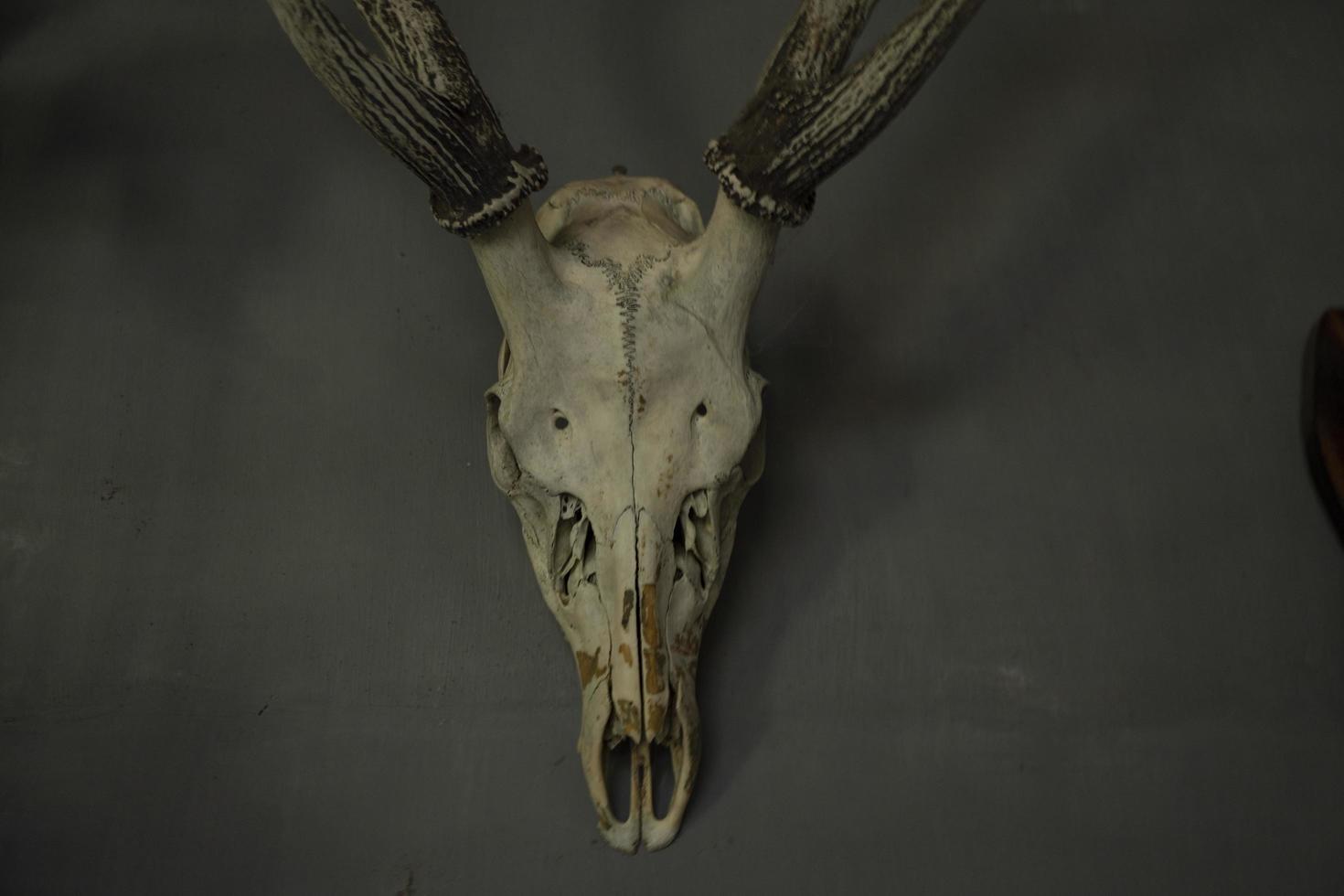 Close up photo of head skull of deer as the decorative interior on the coffee shop. The photo is suitable to use for dark theme background and skull poster.