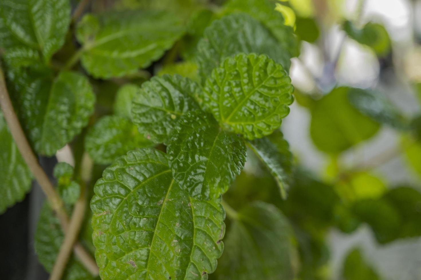 Close up of strawberry leaf texture and surface when harvest season on the spring time at green garden Malang. The photo is suitable to use for botanical poster, background and harvest advertising.