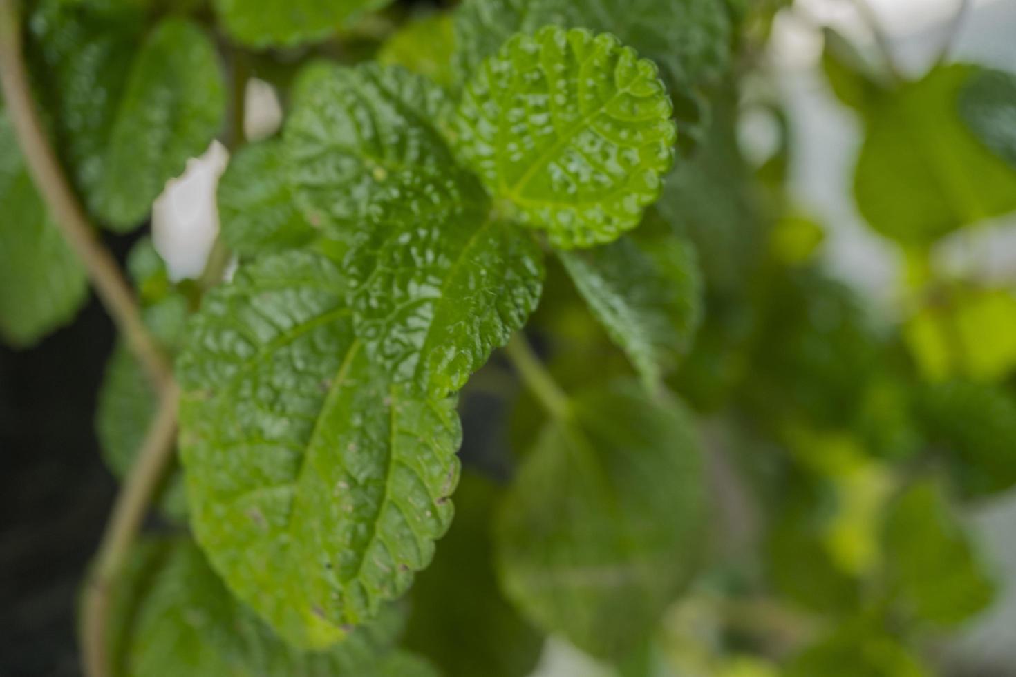 Close up of strawberry leaf texture and surface when harvest season on the spring time at green garden Malang. The photo is suitable to use for botanical poster, background and harvest advertising.